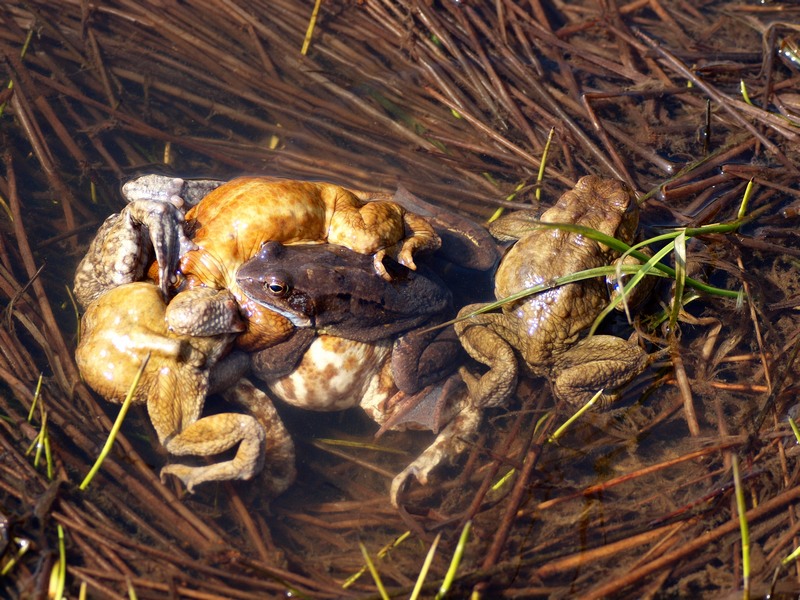 Anfibi - Bufo bufo, Rana temporaria